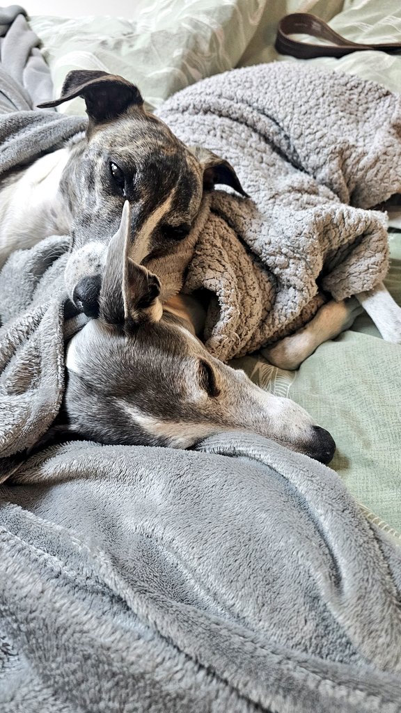 Good morning

Only 2 more streams before I'm on a 3 week break. 

Have some puppers