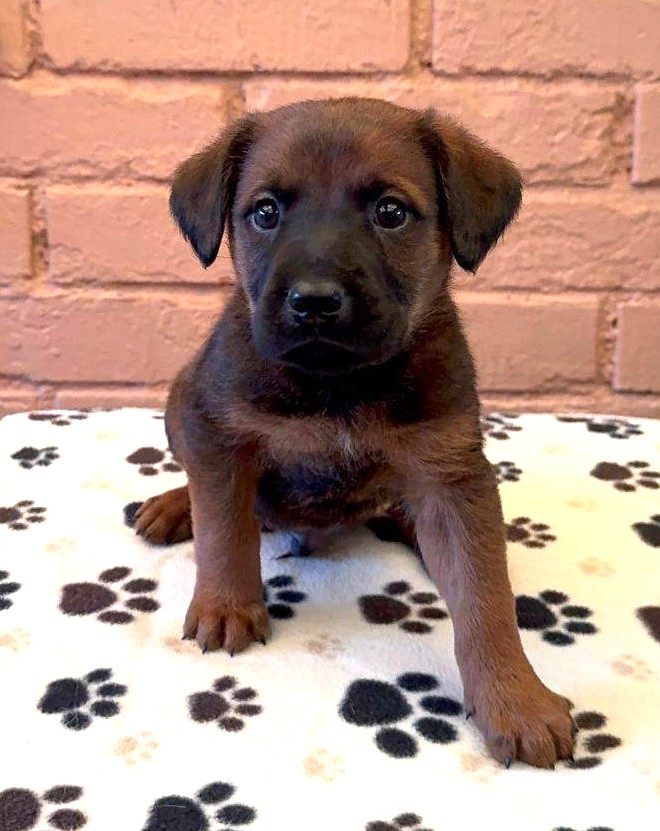 Hermoso machito, de casi mes y medio, en adopción responsable. Será de tamaño mediano a grande. Si deseas darle un hogar lleno de amor y para siempre. comunícate al +56956483049. Favor RT!
#PuenteAlto