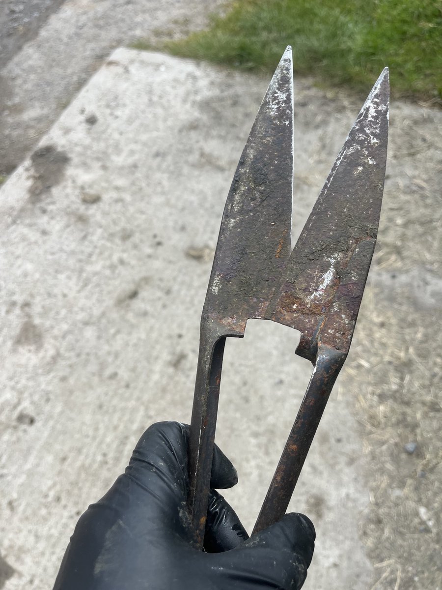 If you know you know!! Had to clean up few sheep today before shearing. Back breaking!!! Defo Maggot weather out there