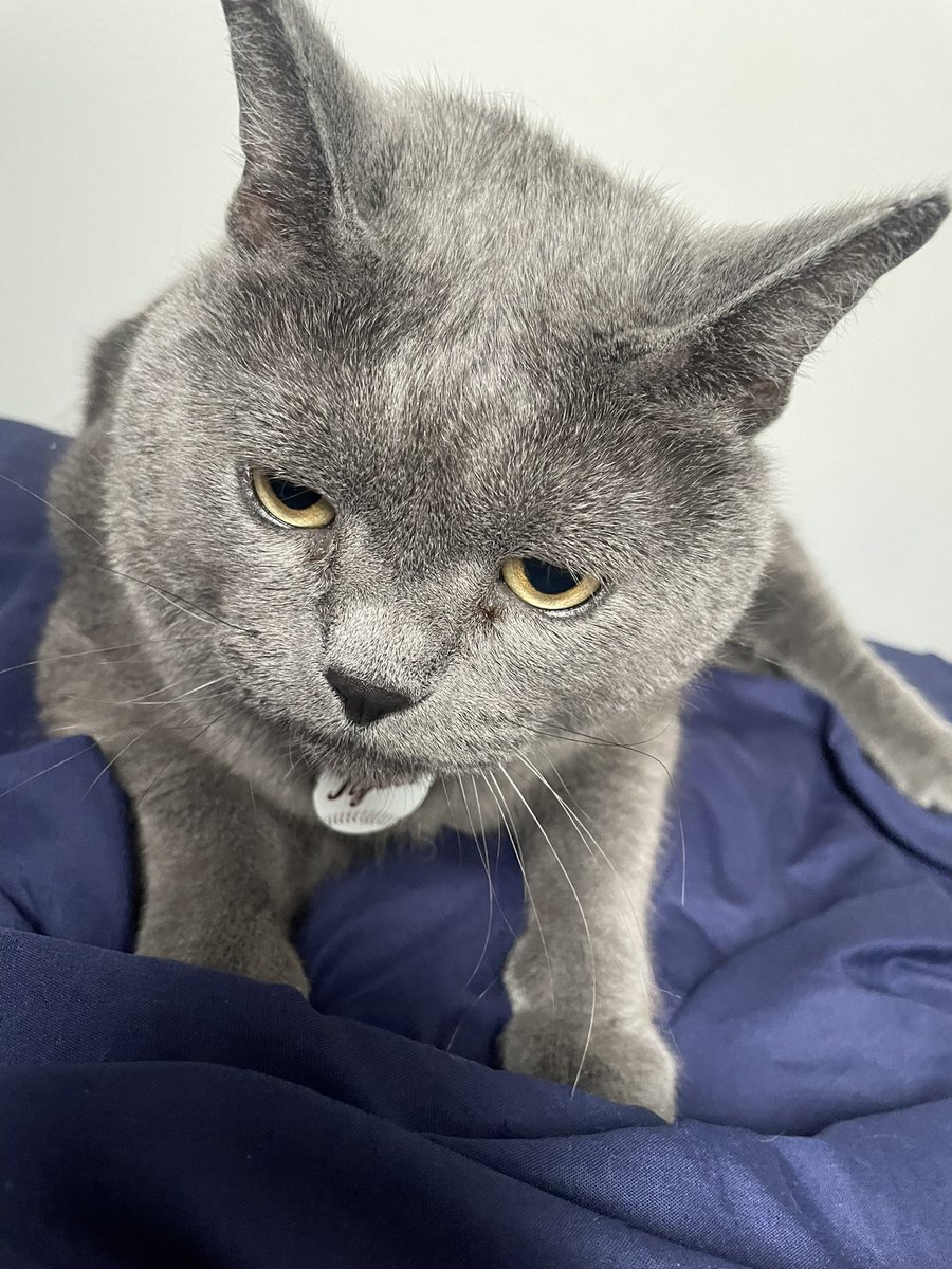 Barry Shepherd tweet media