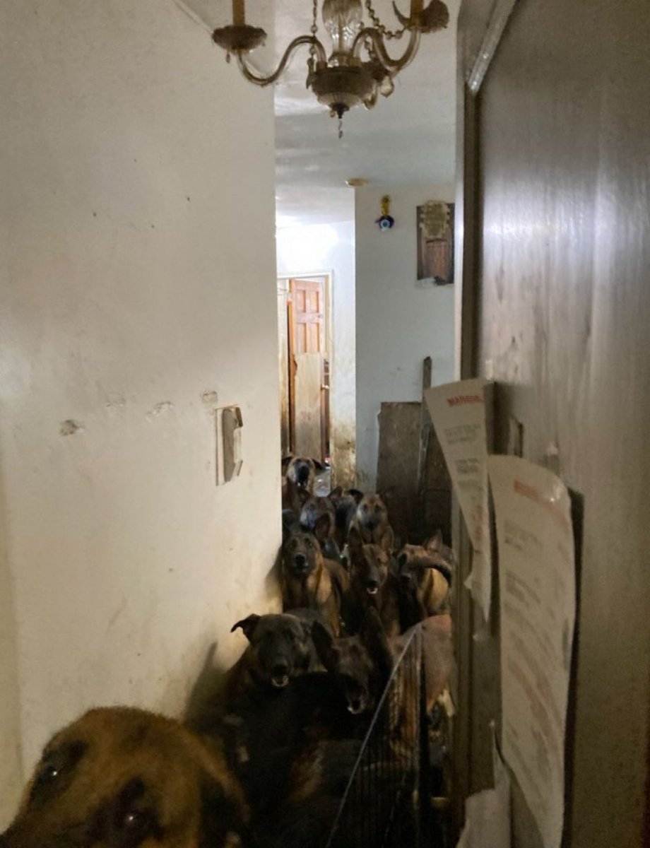 metropolmedya_'s tweet photo. ABD’de tahliye edilen bir apartman dairesinde, 48 köpek bulundu.

Yetkililer, köpeklerin yaşamları boyunca dışarı çıkmadan, kapalı alanda bir arada tutulduğunu belirtti. https://t.co/IlHizaZJH4