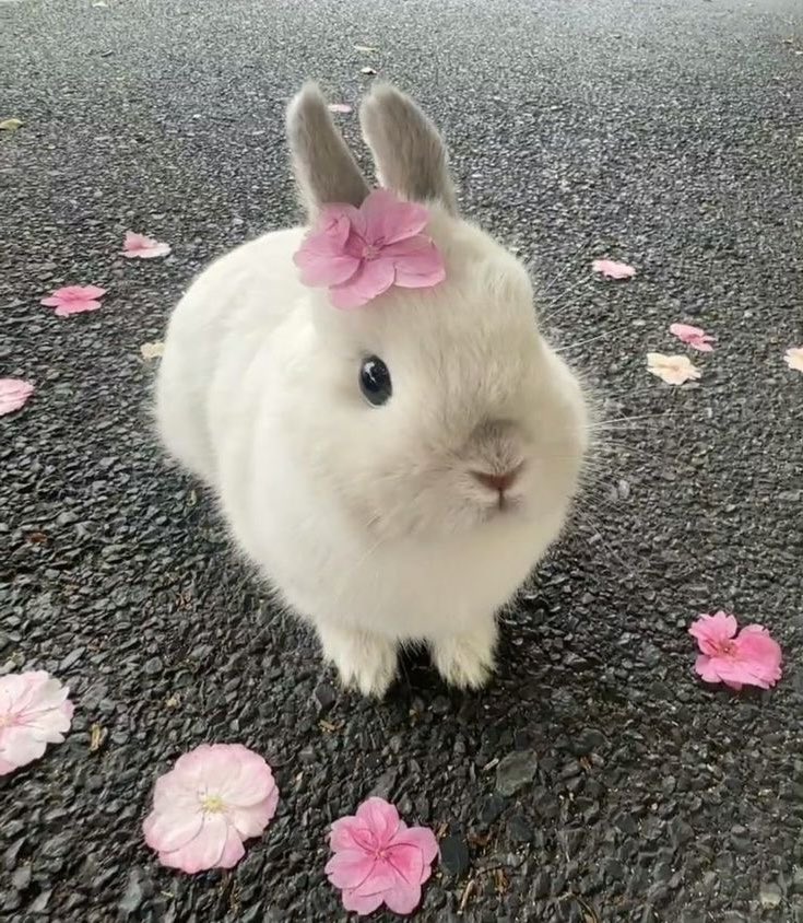 Bunnies's tweet photo. https://t.co/NJpfwxZWM3