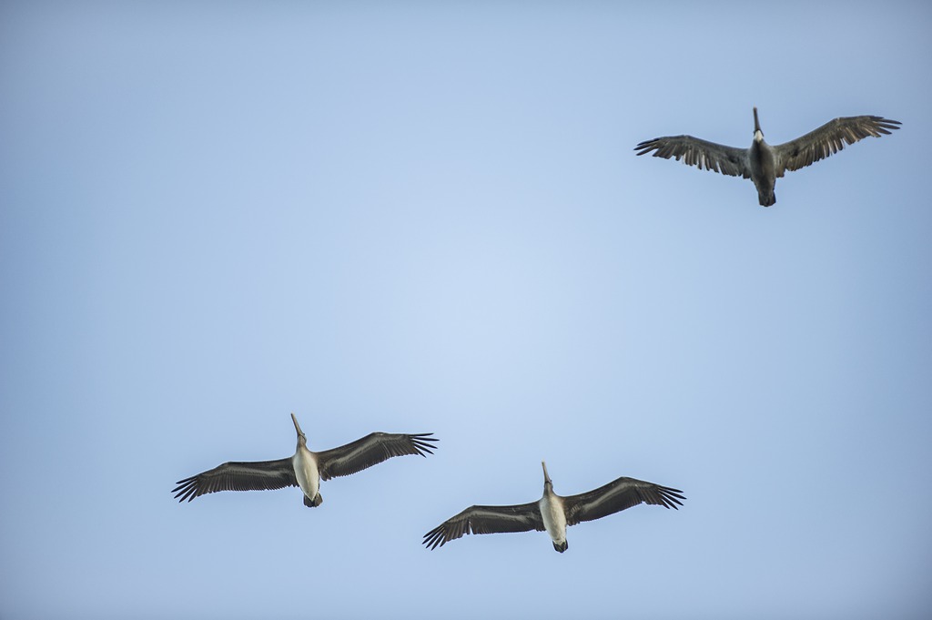 🕊️🌊 Seabirds on the Move: Unveiling Their Global Journeys 🌍🐦

A new interactive tool from the MiCO (Migratory Connectivity in the Ocean) project reveals the incredible migrations of seabirds—like albatrosses and shearwaters—some of which travel thousands of miles across open