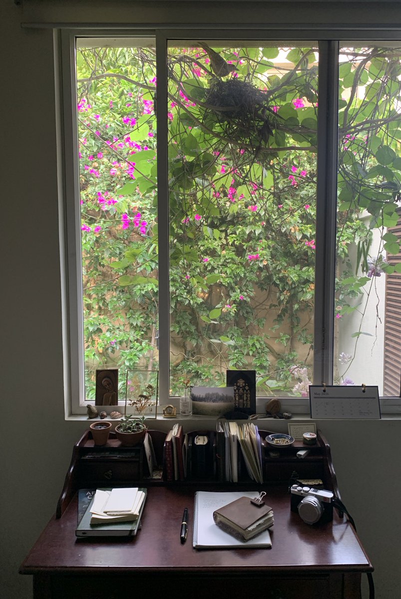 Just when I convince myself to tone down the bird poems, a thrush builds her nest right above my desk…