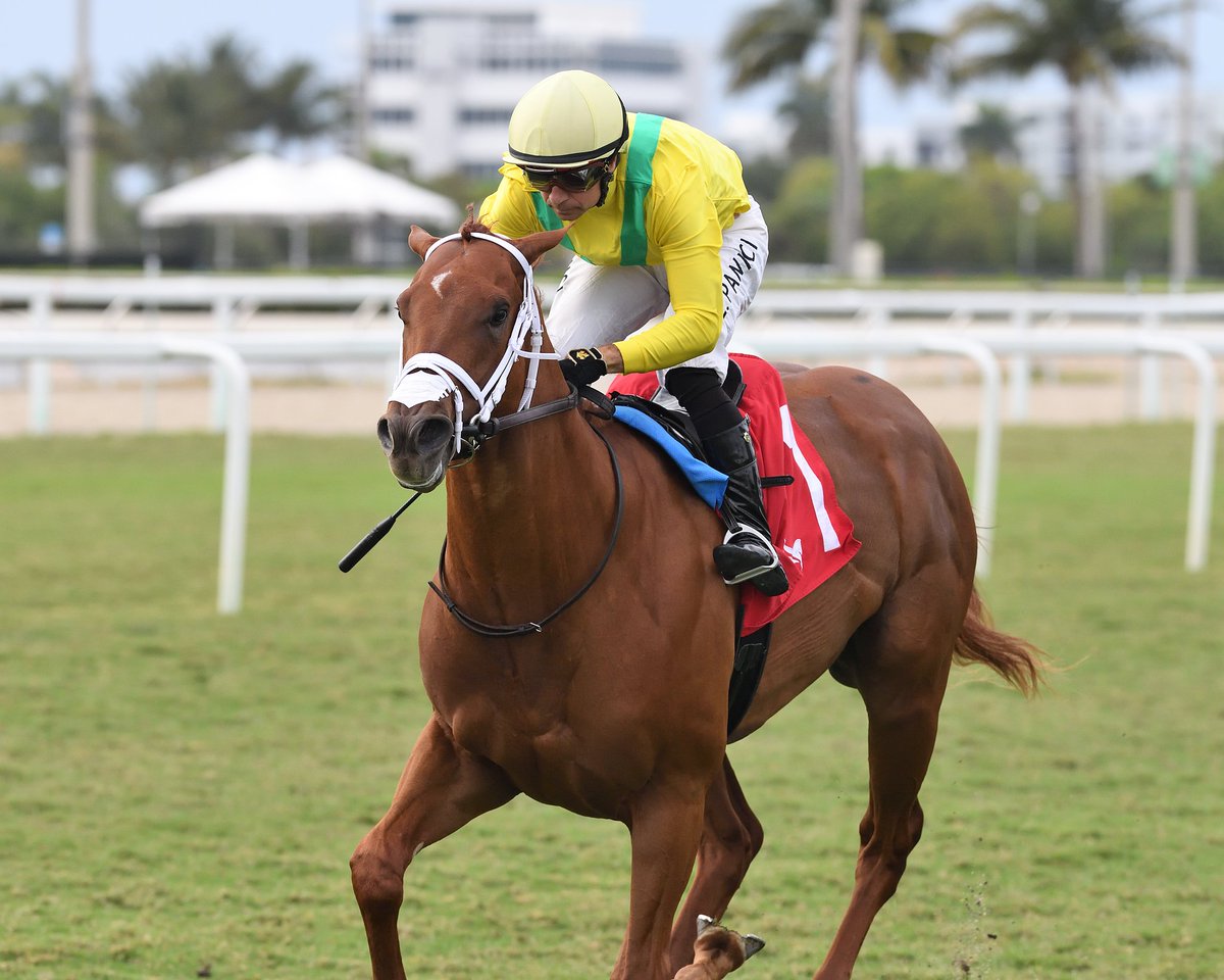Gulfstream Park (@gulfstreampark) on Twitter photo Sandal's Song finishes strong to take the #RoyalPalmMeet Juvenile Stakes, <a href="/LPanici/">Luca Panici</a> in the irons for trainer George Weaver, and owner Dew Sweepers. #GulfstreamPark #RoyalPalmMeet Sandal's Song finishes strong to take the #RoyalPalmMeet Juvenile Stakes, <a href="/LPanici/">Luca Panici</a> in the irons for trainer George Weaver, and owner Dew Sweepers. #GulfstreamPark #RoyalPalmMeet