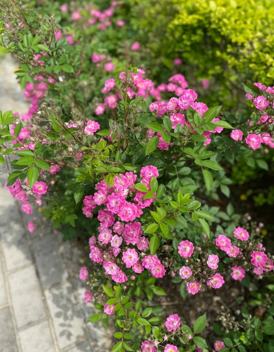 🌸今日はピンクの花が満開🌸  
自然の美しさに癒される瞬間🍃✨  
心も晴れやかになるね😊💖