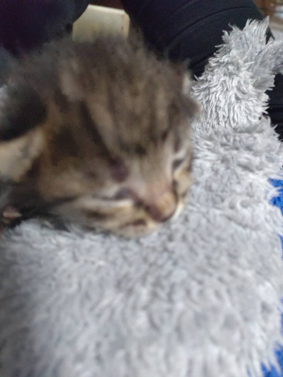 赤ちゃん１匹きたよ🐱
お母さん猫と２匹の子猫を山に棄てに行くと言われ慌てた活動者さんが保護したけど親猫が興奮して育児放棄💦１匹ダメだったらしく１匹うちでミルクボランティア引き受けました！