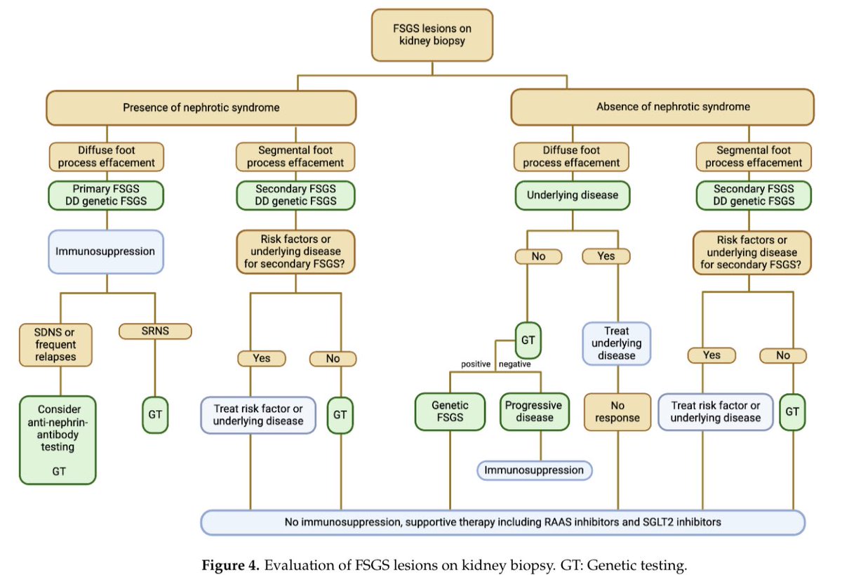 ⚠️Not all FSGS is the same! 

👉🏻This brilliant flowchart shows 🔍how foot process effacement + nephrotic status guide the diagnostic path. 

🚨Think before you immunosuppress!

✅Must-read review for every Nephrologist

#FSGS #Nephrology #MedX

doi.org/10.3390/biomed…