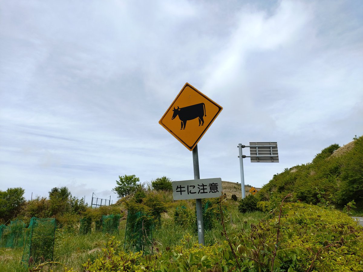 この道ね、出るんですよ🐄