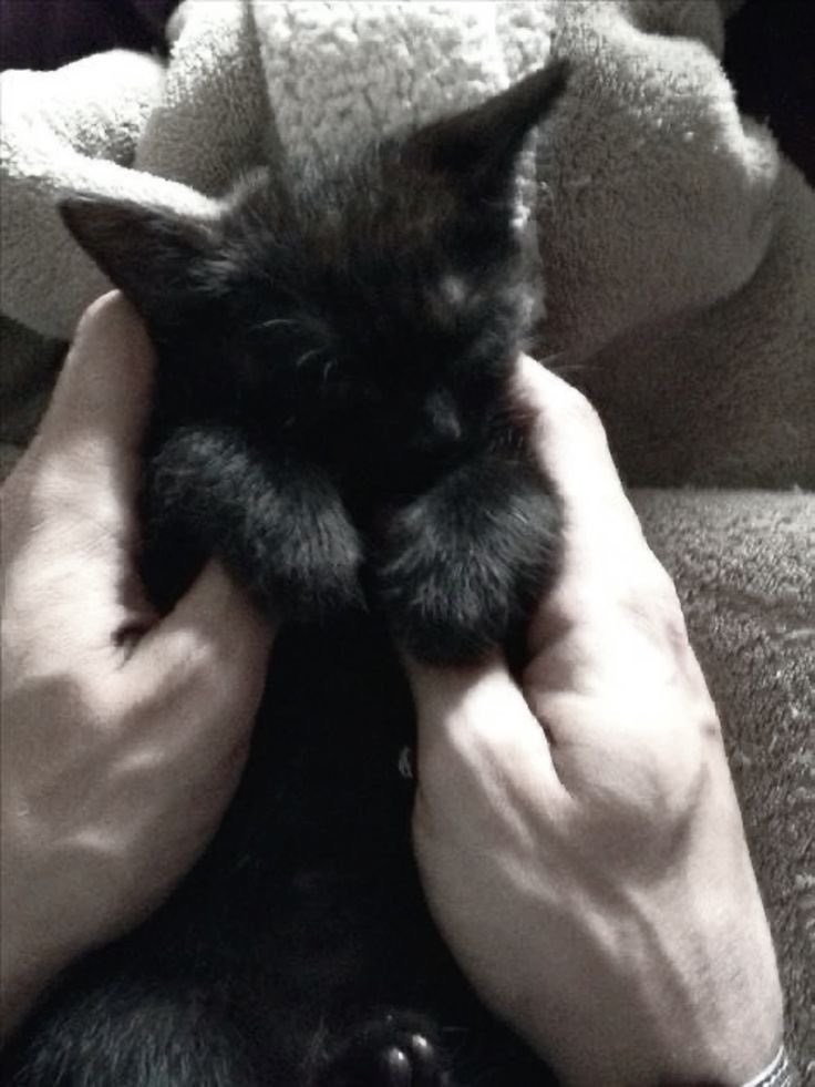 Black cats are not bad luck (@visualscat) on Twitter photo 