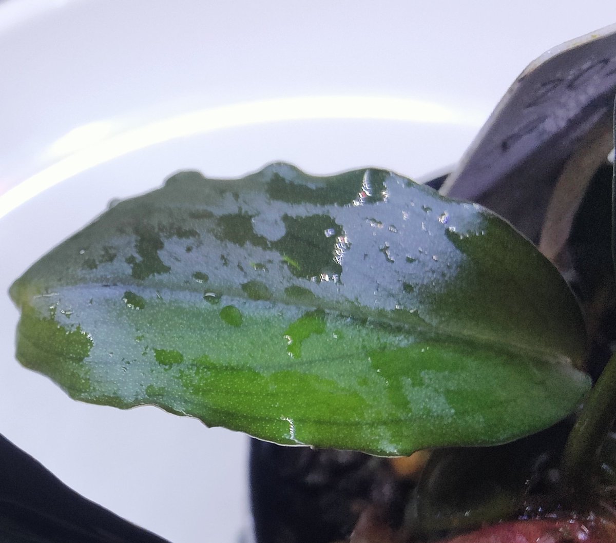 キボーデコ on X