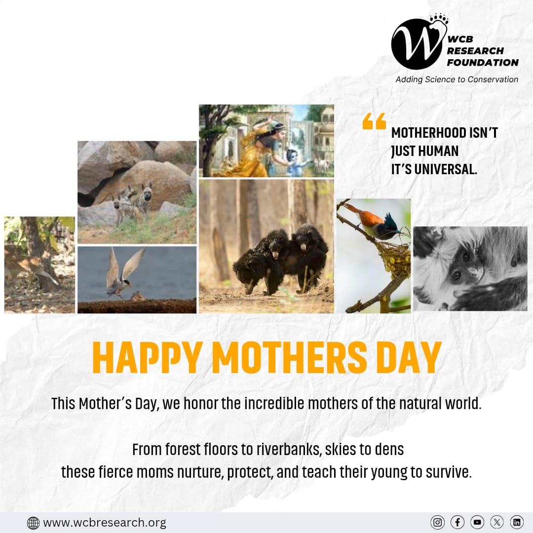 This Mother’s Day, we celebrate the incredible mothers of the wild who nurture, protect, and teach their young to survive.

From forests to skies, riverbanks to dens — their devotion shapes the next generation.

#MothersDay #WildlifeMothers #WCBResearchFoundation #Conservation