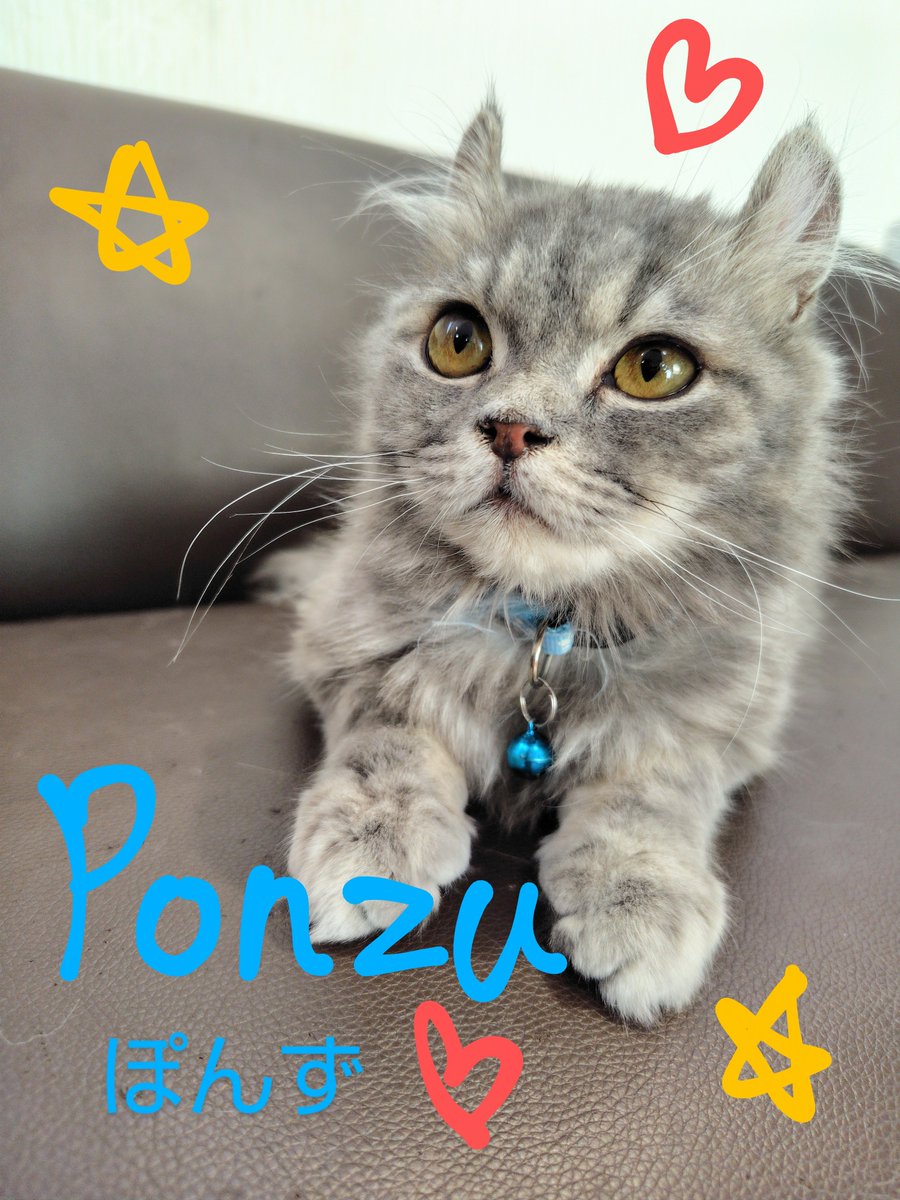 【中古】 ねこさんのゲームセンター ケーセン / KOESEN マスコット バーマンの子 シャム猫 ぬいぐるみ