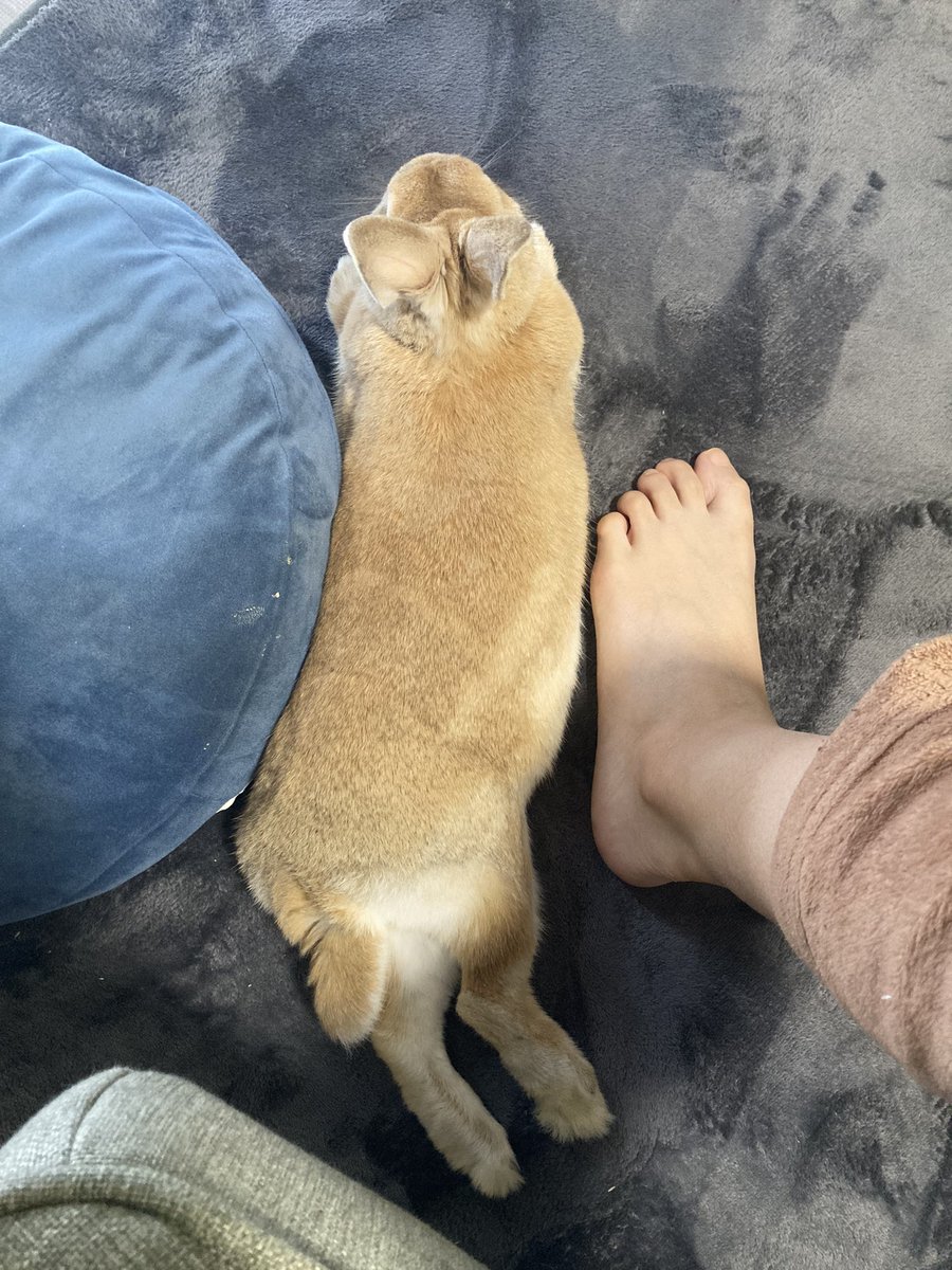 デカくない？
飼い主の足(23.5)が小さく見える