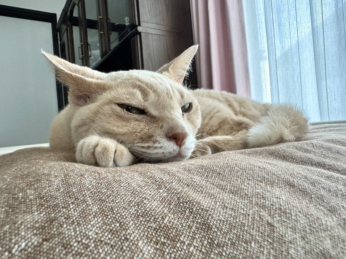 しらび (@shirabii) on Twitter photo 