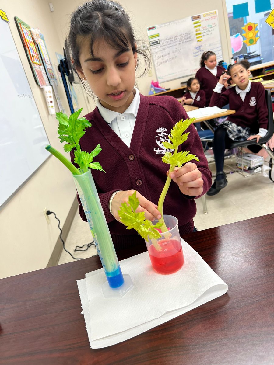 Grade 3 students conduct experiments to examine how plants absorb water and  nutrients #school2025 #schoolisfun #mississaugaschools #scienceiscool