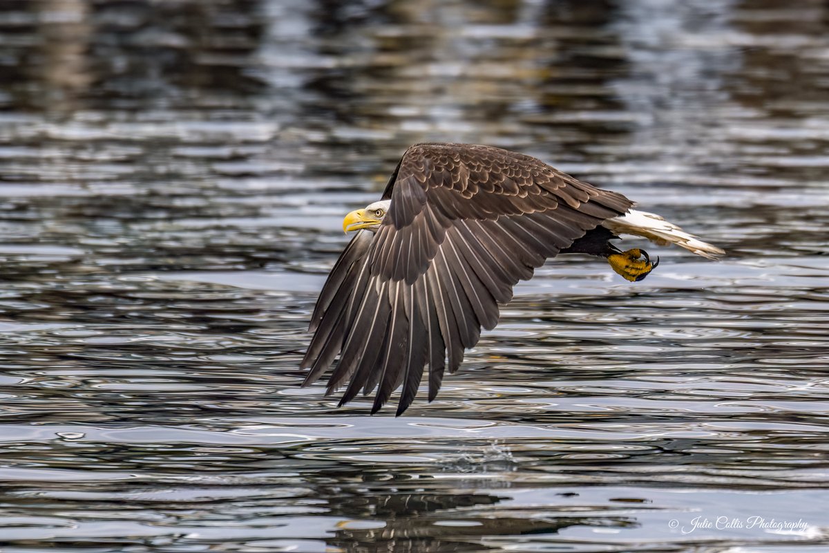 Julie Collis (@jcollis01) on Twitter photo Bald Eagle flying low over the water
#birdwatching #birdphotography #birds #raptor #eagle #vancouverisland #wildlife #photography #nature #naturephotography #wildlifephotography #birdsoftwitter <a href="/TodaysBaldEagle/">Today's Bald Eagle</a> <a href="/BirdsofBc/">BirdsofBC ๐จ๐ฆ</a> <a href="/cheknews/">Chek News</a> Bald Eagle flying low over the water
#birdwatching #birdphotography #birds #raptor #eagle #vancouverisland #wildlife #photography #nature #naturephotography #wildlifephotography #birdsoftwitter <a href="/TodaysBaldEagle/">Today's Bald Eagle</a> <a href="/BirdsofBc/">BirdsofBC ๐จ๐ฆ</a> <a href="/cheknews/">Chek News</a>