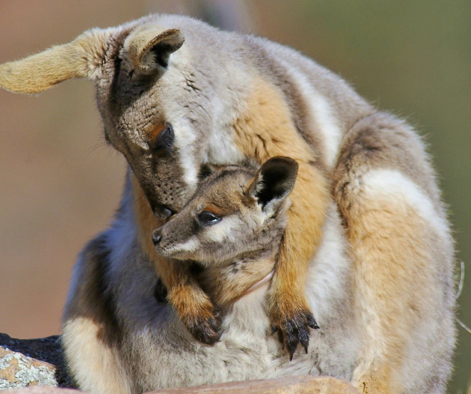 Happy Mother’s Day to all the mums and mum figures out there. Thanks for all that you do! ❤️ 

📷 A Yellow-footed Rock-wallaby (Petrogale xanthopus) and her joey at Buckaringa Wildlife Sanctuary on Adnyamathanha Country in South Australia. W Lawler/AWC