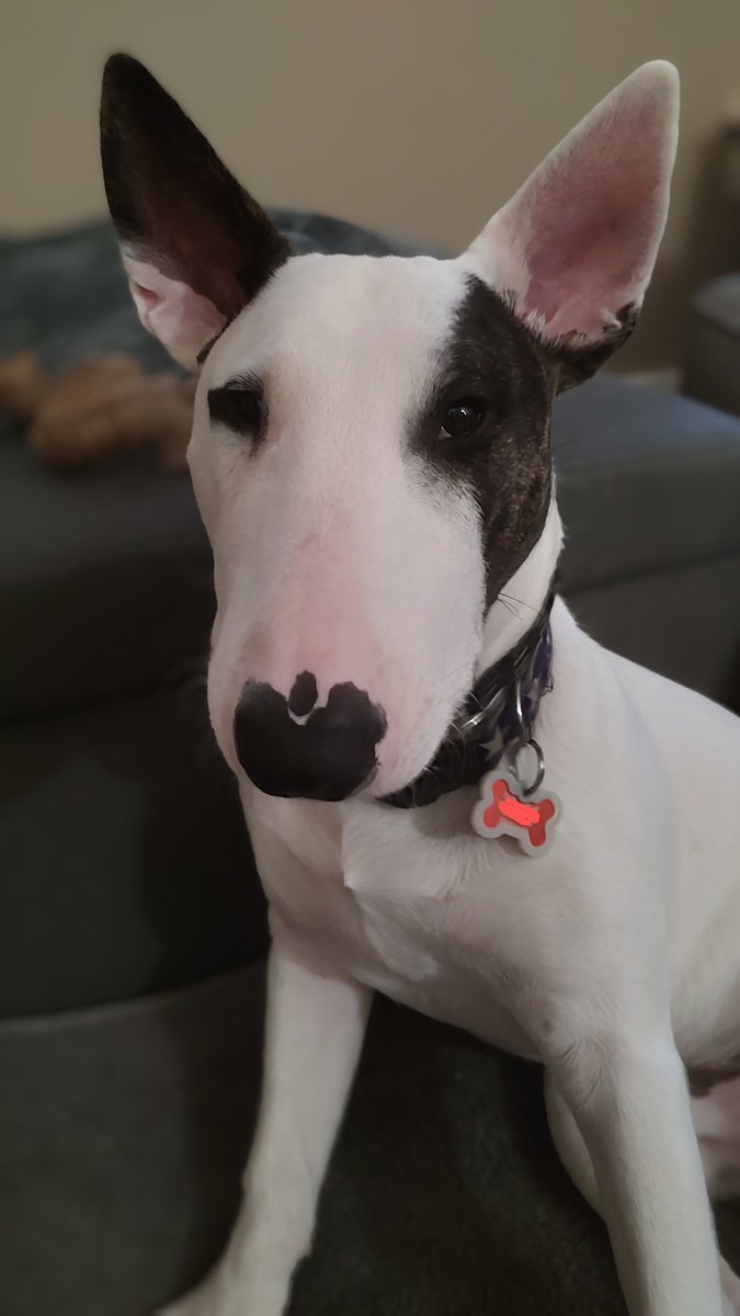 There's a new #48Hours <a href="/48hours/">48 Hours</a> at 10.  Mom says I have to have a nap if I want to watch 🫤
#Spike #TVPicks #PuppyLove #Dogs