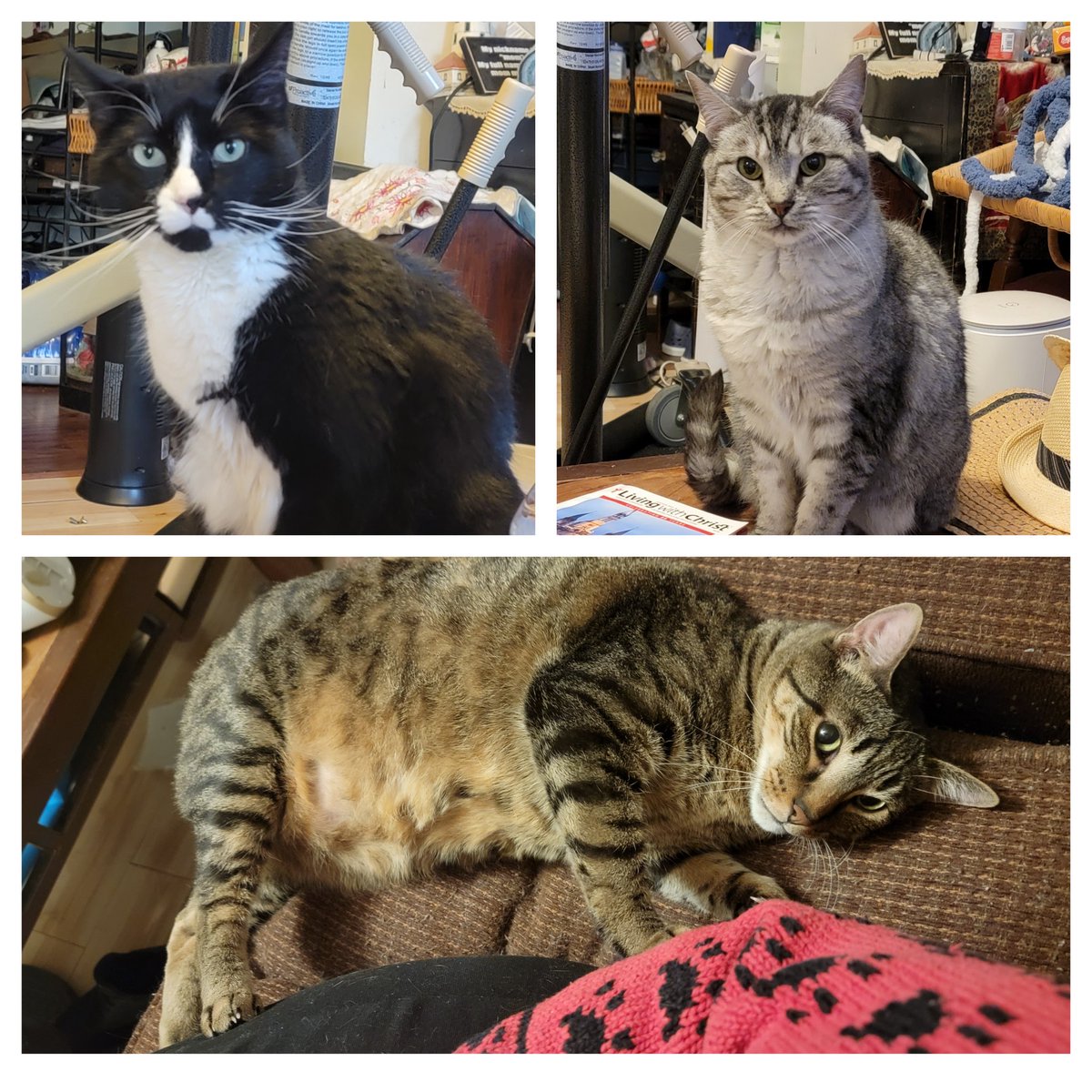 Kate Quinn (@photocatkate) on Twitter photo 911 Feline EMERGENCY in Lemont, Illinois. Seems like house locks will be changed on Monday late morning. Anyone have room to care for, or adopt even one kitty? Food and litter provided. Call/text 630-967-4502 or email wetnosepetfoodpantry@gmail.com . PLEASE Re-tweet 911 Feline EMERGENCY in Lemont, Illinois. Seems like house locks will be changed on Monday late morning. Anyone have room to care for, or adopt even one kitty? Food and litter provided. Call/text 630-967-4502 or email wetnosepetfoodpantry@gmail.com . PLEASE Re-tweet