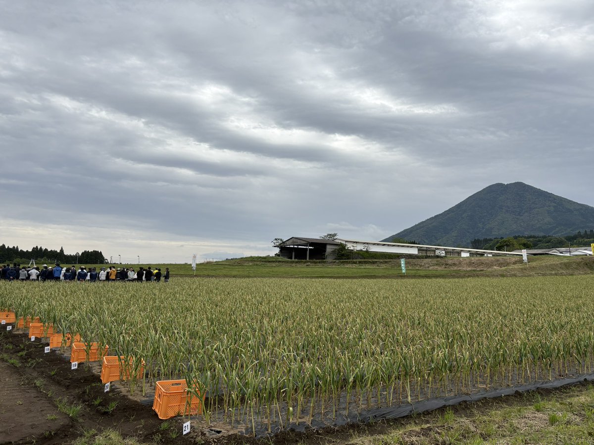 kenkokazoku02's tweet image. いよいよ‥！

#にんにく収穫祭
#小林市
#健康家族