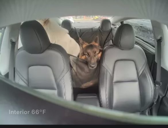 OwenSparks_'s tweet image. No better car than a @Tesla if you have dogs. Dog Mode, with the ability to keep the temp cool and monitor live via the cabin camera is a game changer.