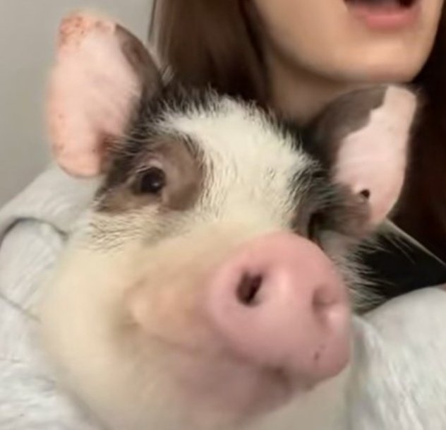 Wie ich Herr <a href="/Dominichts/">Werdernichts</a> morgen erwarte