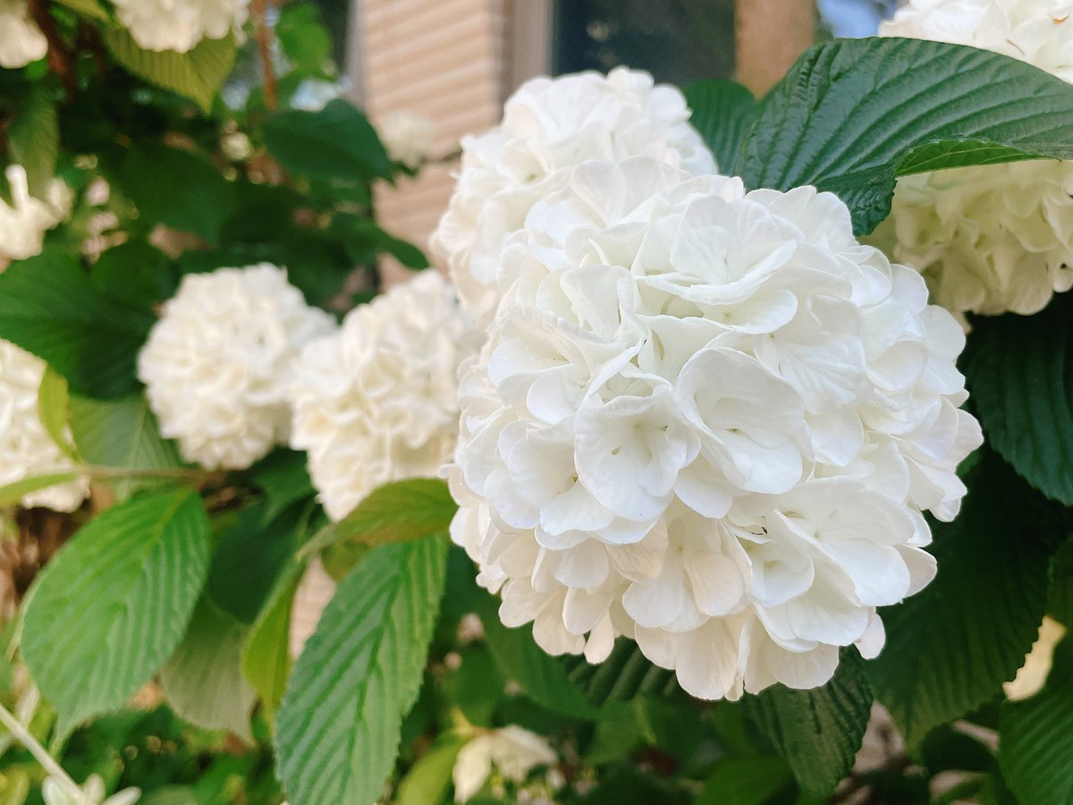 【5月11日 母の日】
薬膳の古典にこんな言葉があります。

「母親が作る薬膳は情愛のこもる、なにものにも勝る薬である」

家庭のお母さんは『食医』
病気になる前に食事で健康管理できる最高ランクのお医者さん。

本当に素敵。
世の中の全てのお母さんに感謝の気持ちを送ります🌿