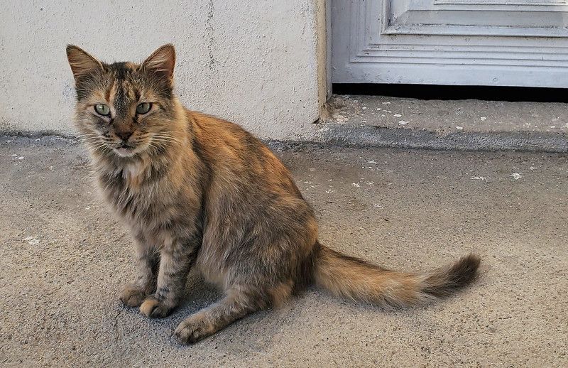 ForceChange tweet media