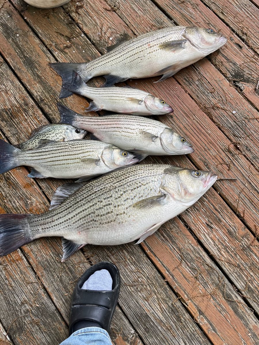 Rough River Lake is still about 14 ft above summer pool, but fish are biting! Check out these hybrid striped bass caught today. Big fish is 10.5 pounds!