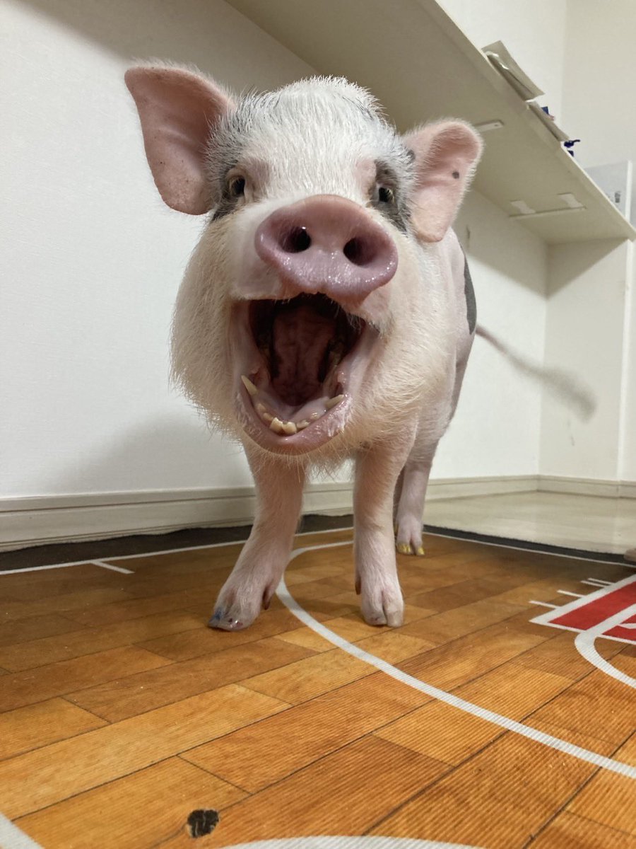 母の日だからなんかもらえるかな？

・・・てか、子供いねぇーやぁーー！
#母の日 #MothersDay