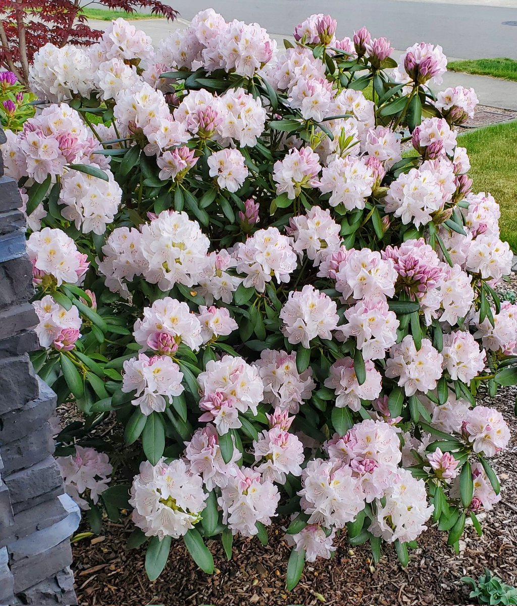 CAS369741's tweet image. 