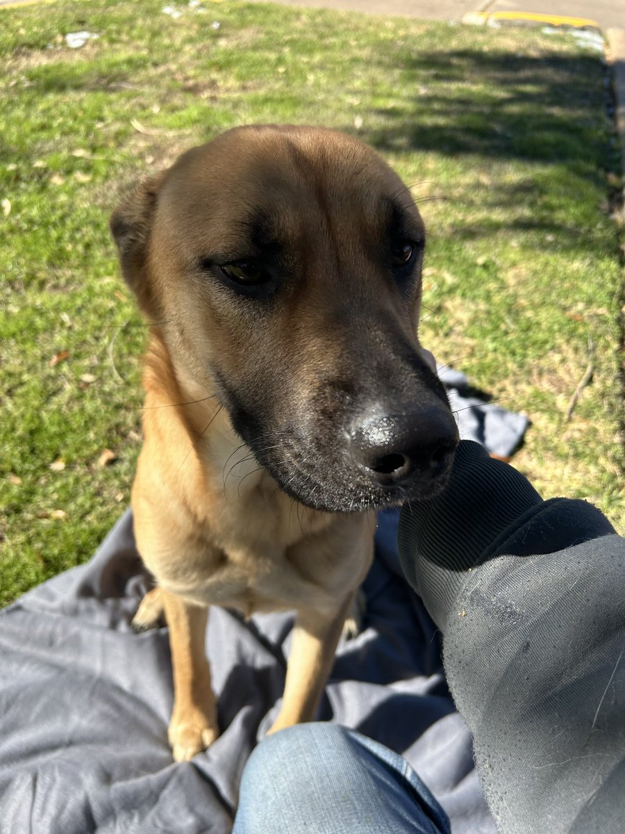 Combat Wombat (Not the YouTuber) tweet media