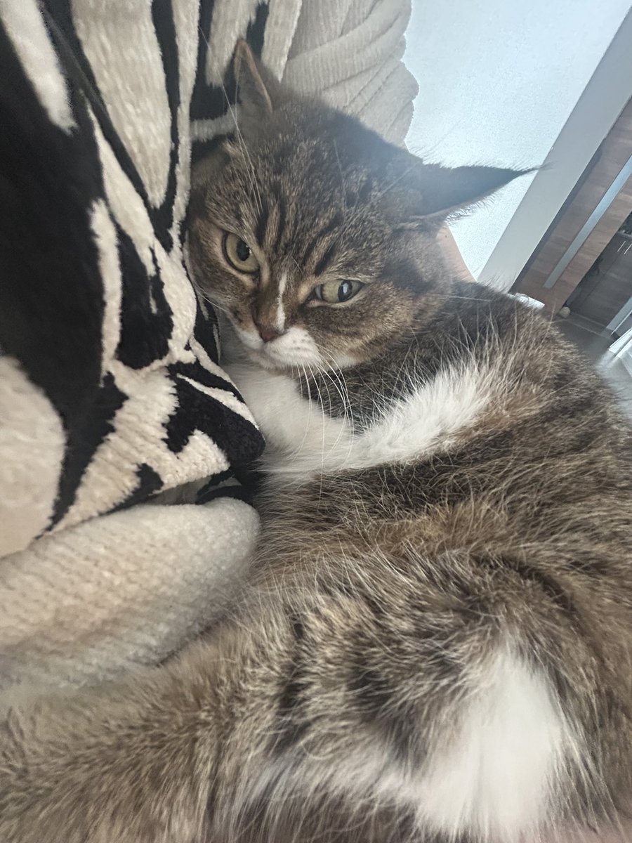 ねこたん日記 tweet media