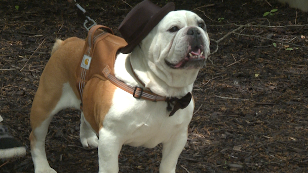HamannBrooke's tweet photo. Meet Victor-- the British bulldog who stole the show at today's ceremony. Churchill was often compared to a bulldog back in the day which makes Victor's attendance all-the-more wholesome! https://t.co/raFlQLu5Zd