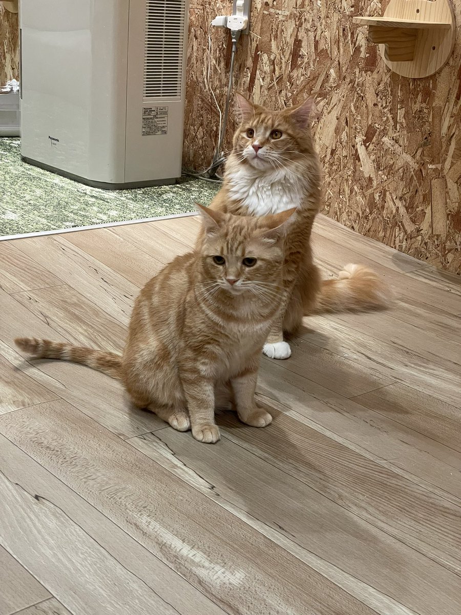 willtensei's tweet photo. お久しぶりです
部署異動して毎日死にかけてますが、なんとか生きてます
GWはねこで癒されて知り合いとドライブしてました https://t.co/iyEZwLoIex
