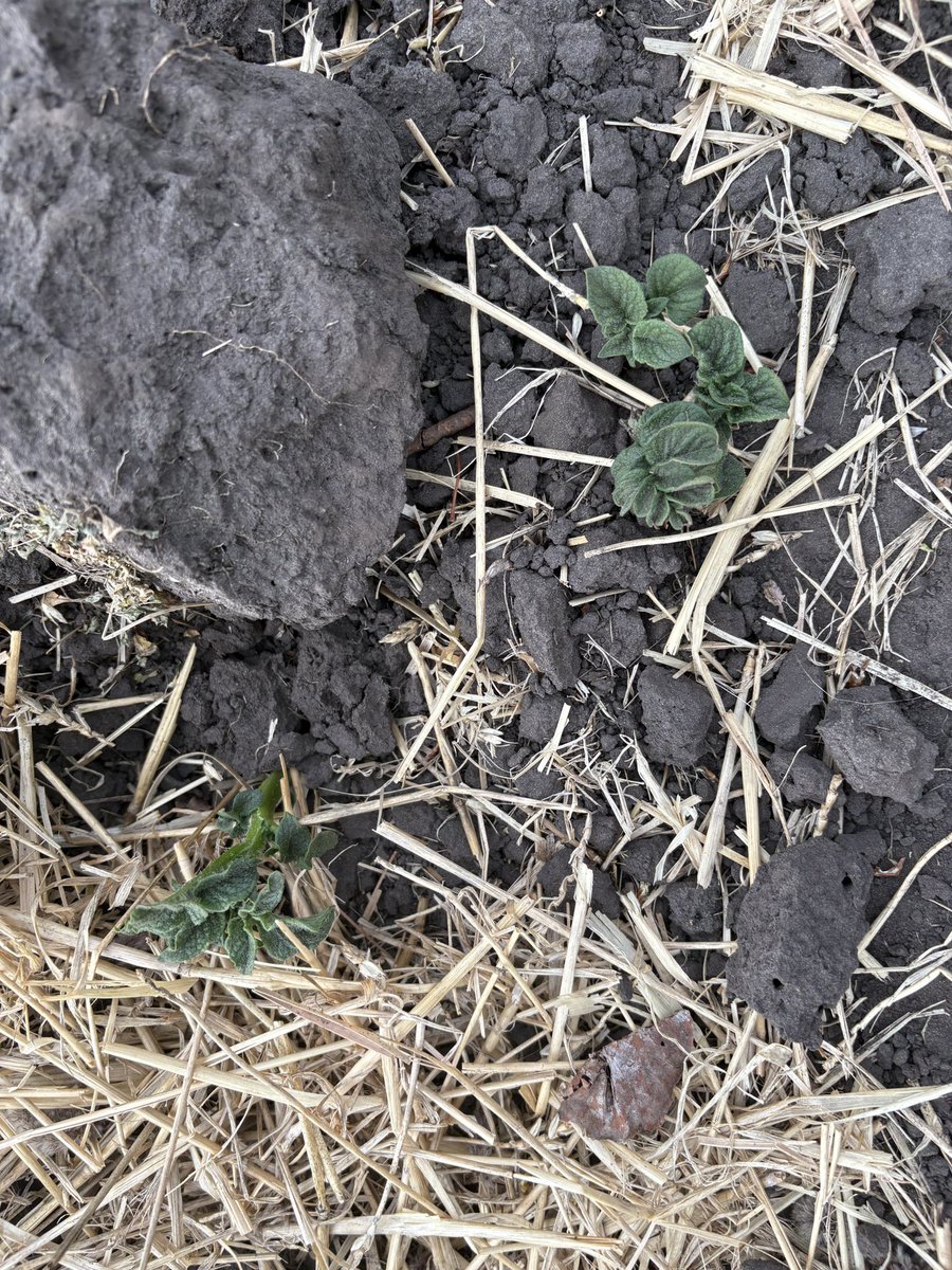 Mitchell Blyth tweet media