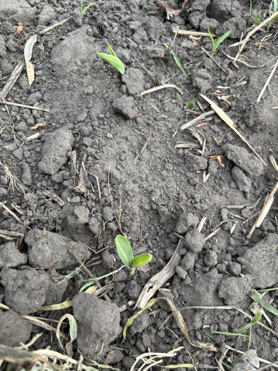 Mitchell Blyth tweet media