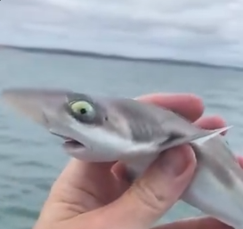 Quackzyy tweet media