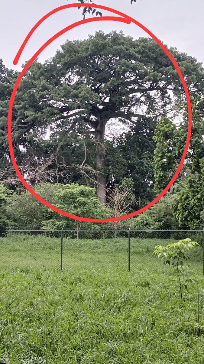 AlvaroAlvaradoC's tweet image. Residentes de Clayton me informan que este Ceiba centenario y en buen estado será talado por residente del
Área. El árbol es parte del bosque de galería del río Cárdenas, los taladores se anunciaron con los permisos.
¿Es esta la política de conservación @juancanavarro…