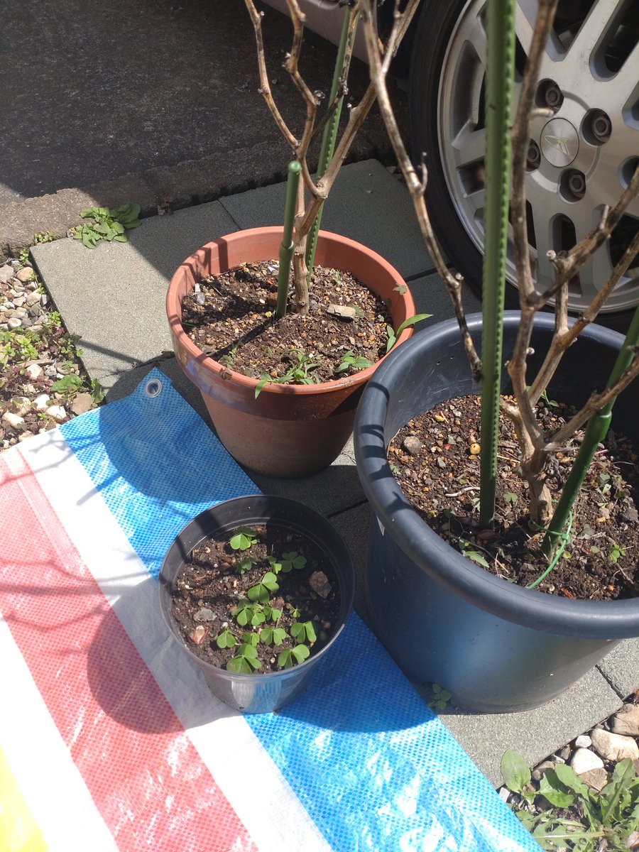 GardenNegiraaa's tweet photo. ピーマン枯れちゃった。。。アロエも死んだので
その辺の土をバラしました
ピーマンの中身こんだけカラカラなのでこれは死んでた

あと、カブトムシの幼虫さんすまそ
#家庭菜園
#ピーマン
#カブトムシ https://t.co/o9vEGin8Bo