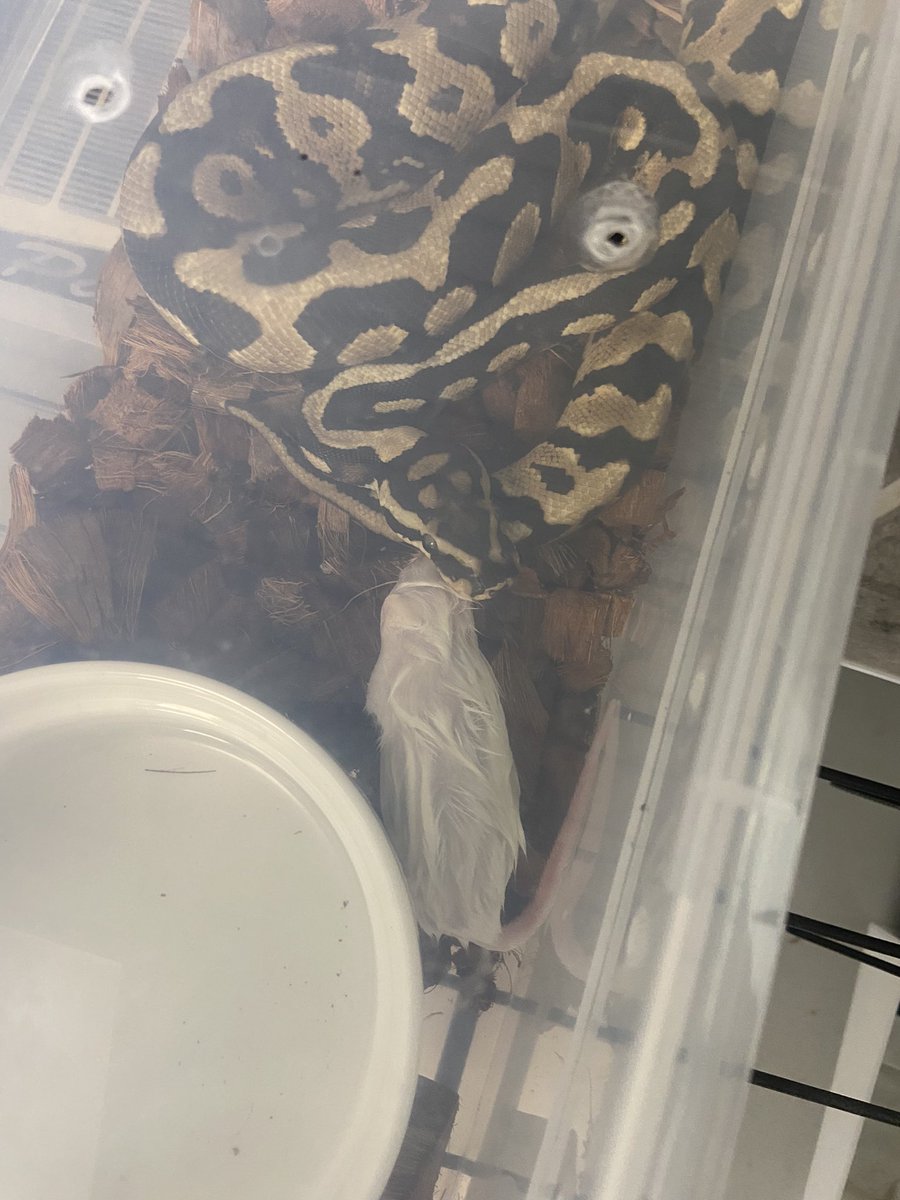 Pine_BallPython's tweet image. é£ã°ãªãããèµ·ãé€äœåºŠã詊ããŠããããã©
æ¯åãããªæãã
é€ãšããŠèªèããŠãªãã£ãŠããšãªãããªãã