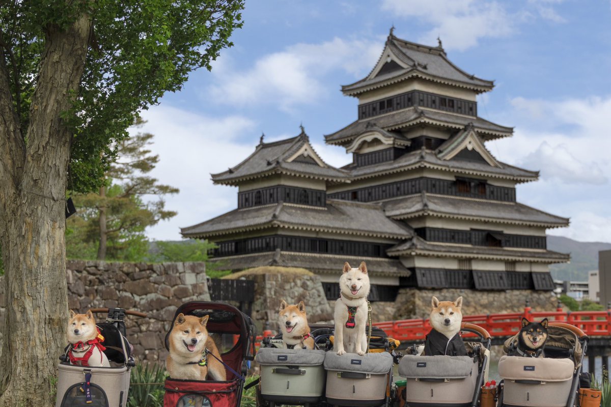 エッホエッホ♪
柴と城は最高だって伝えなきゃεε＝🐕