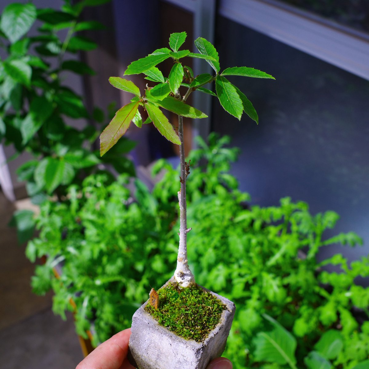 UG_TinyLab's tweet photo. コナラの若葉が綺麗です🍃
#gardenshour #GardenersWorld #smalltrees #dwarftrees #GardeningTwitter #acorn #ドングリ #oak #bonsai #新緑 https://t.co/DQcpWDzA8m