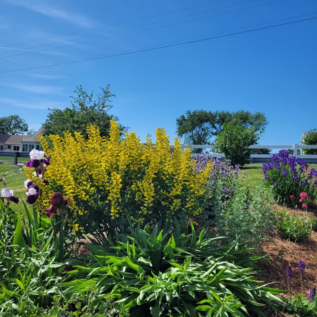 Sol4tr33s's tweet image. False Indigo beaming in one of my first gardens, a community waterfront park in Riverdale DE, along the Indian River.