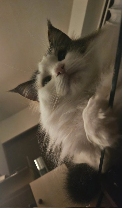 下から見たねこ 