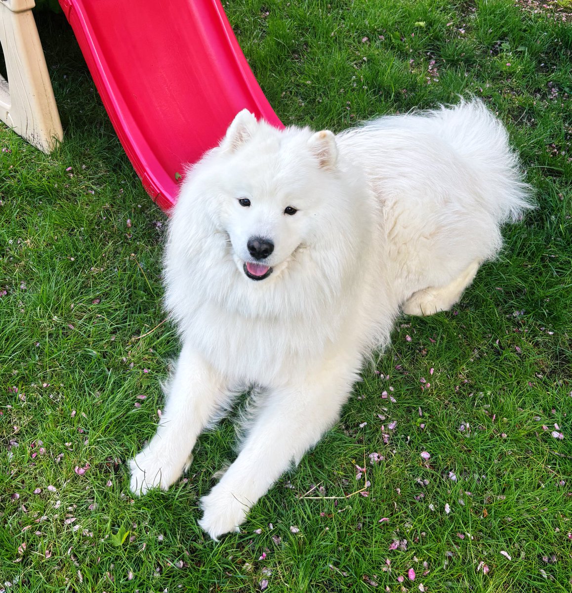 Michaeladarlin's tweet photo. My favorite #samoyed 🤍 https://t.co/wzGHunvsxm