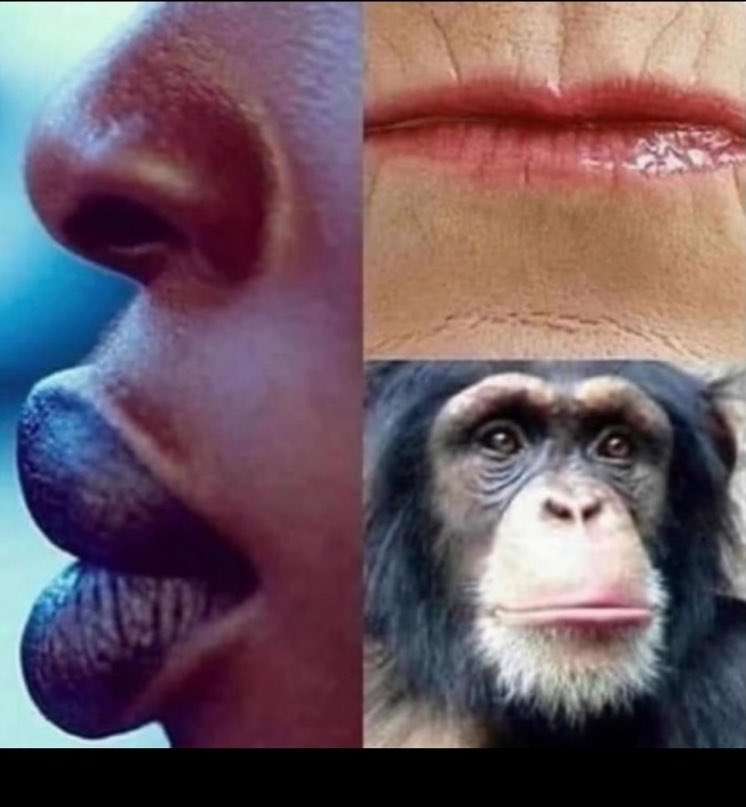 done589596's tweet photo. @nemotap777 @Fightpal Who to you calling Orangutan https://t.co/mXN2qbZWko