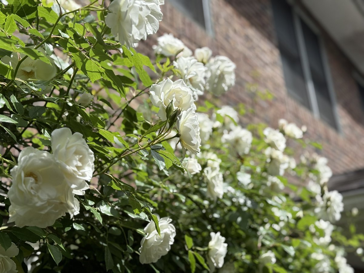 アイスバーグ 60ml［6種］ – ICEBERG