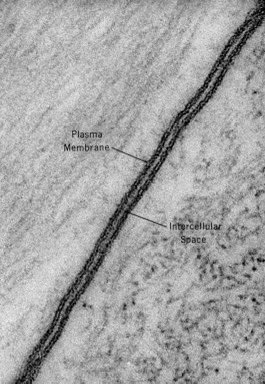 Jonathanjarecki's tweet image. With these facts:
1) ~800,000 to 50,000,000 Na+/K+ pumps on the surface of a single cell
2) Over 1,000 different types of pumps/channels
3) Proteins are much larger than phospholipids and protein complexes (pumps/channels) are even larger
Then why don’t we see…